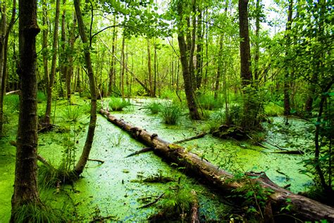 swamp .